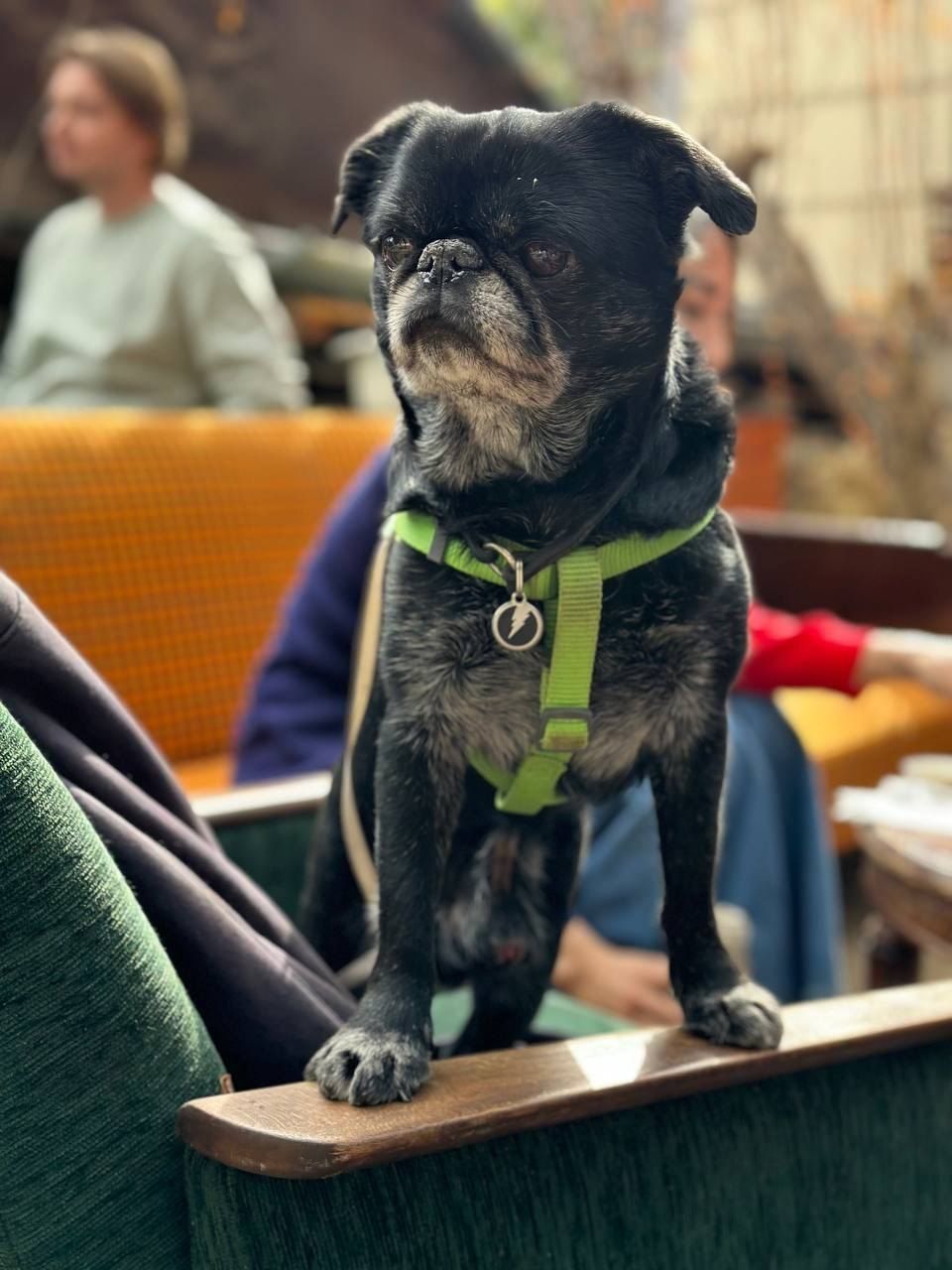 A black pug in a green harness sitting on the arm of a café sofa
